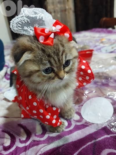 scottish murbel 70485808