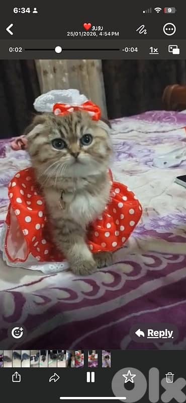 scottish murbel 70485808