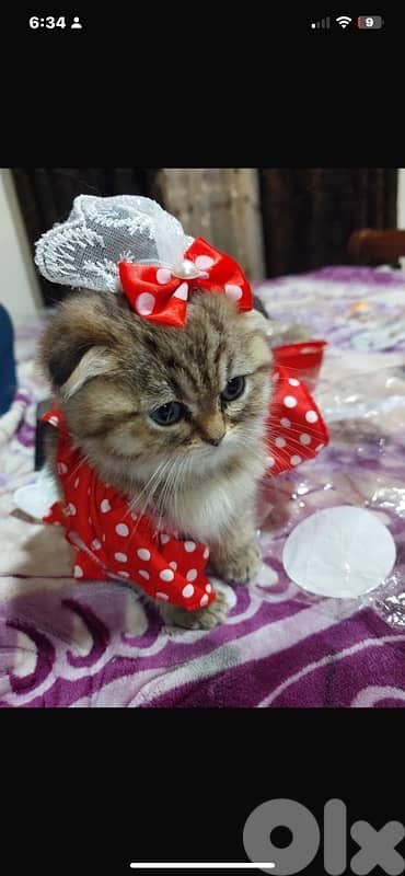 scottish murbel 70485808