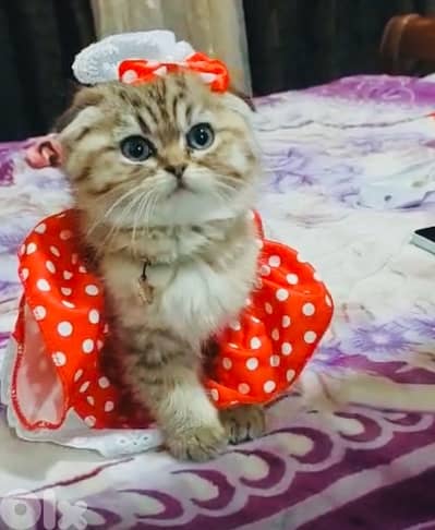 scottish murbel 70485808