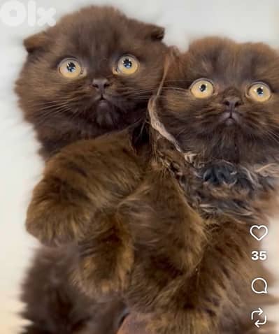 scottish brown 2 female