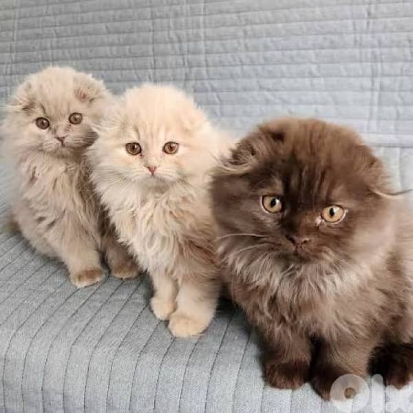 scottish brown 2 female 1