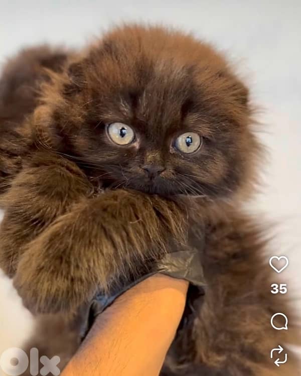 scottish brown 2 female 2