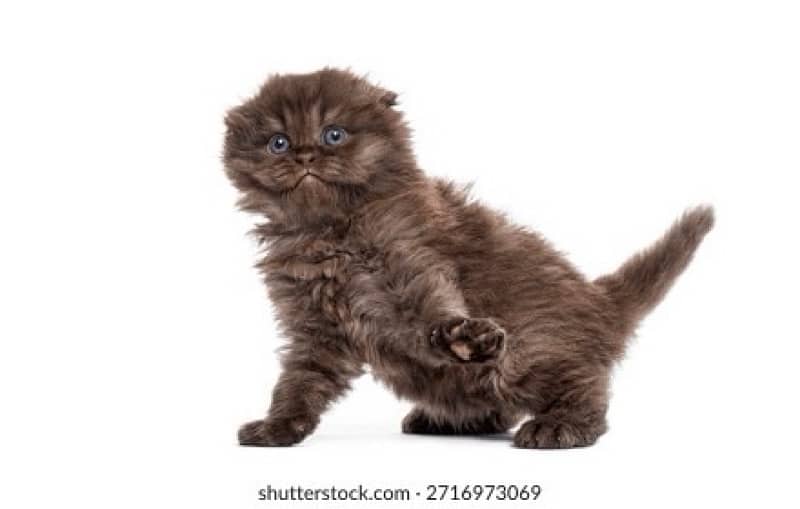 scottish brown 2 female 3