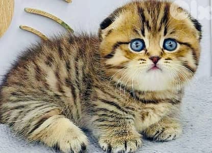 scottish murbel 70485808