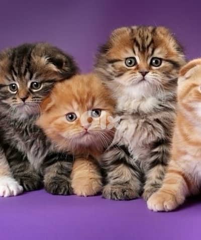 scottish murbel 70485808