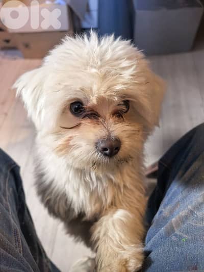 راس الدةواني حد سكنة الجيش