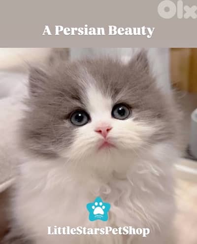 Stunning Persian kitten Delivery