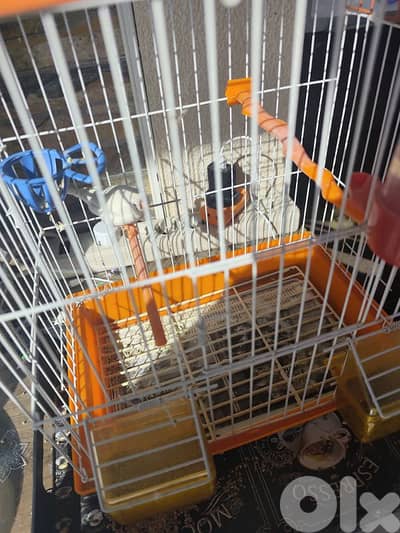 bird with cage
