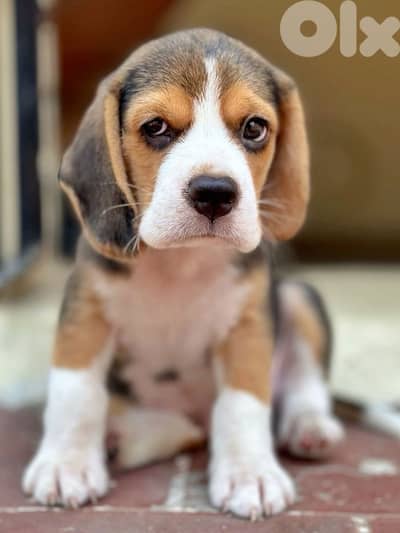 beagle puppy
