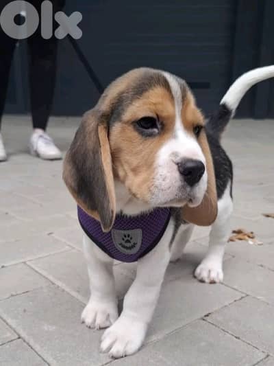 Beagle puppy delivery