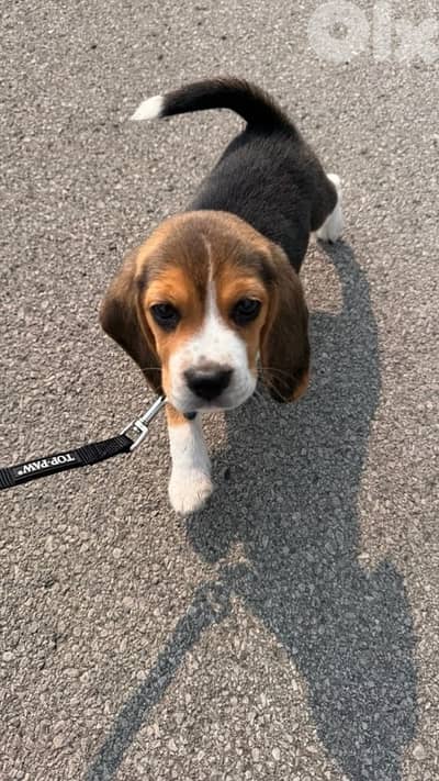 Beagle puppy delivery