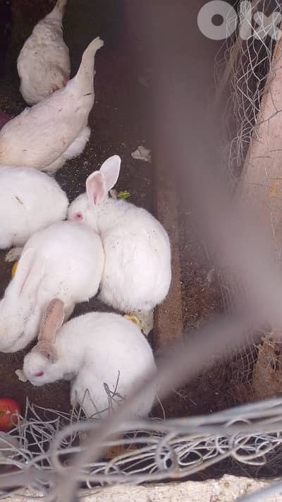 عانا البقاع الغربي