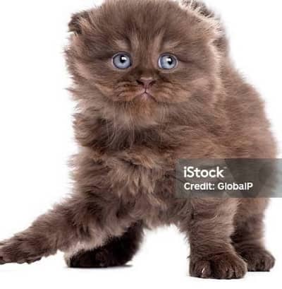 scottish brown 2 female