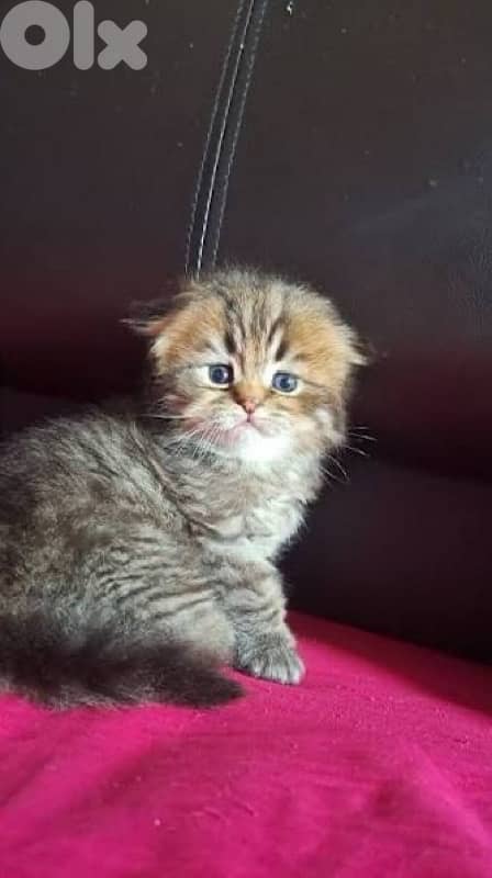 scottish brown 2 female 1