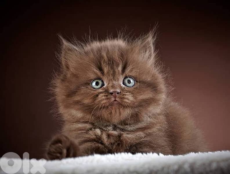 scottish brown 2 female 2