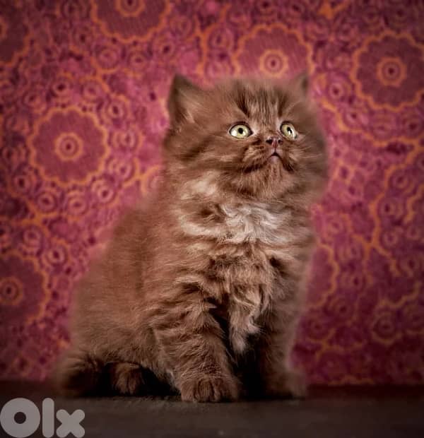 scottish brown 2 female 3