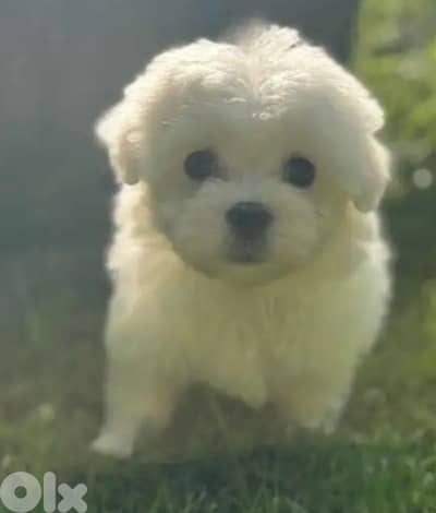 bichon maltais