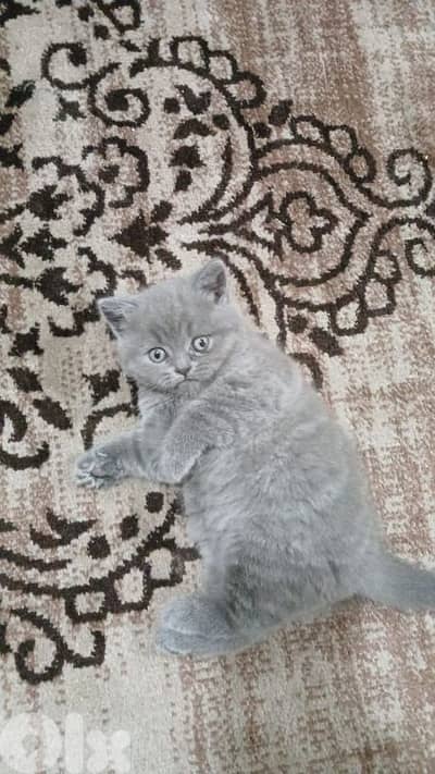 British short hair pure