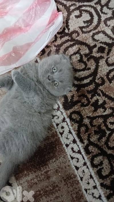 Scottish fold short hair pure