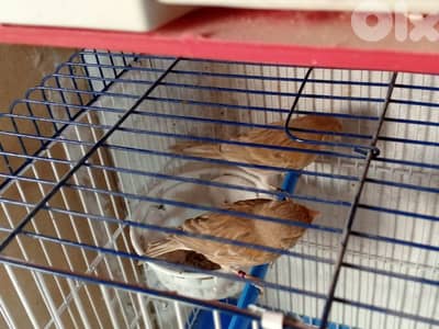 كنرات كلا تربية بيت