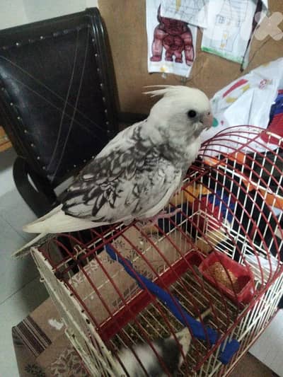 كوكتيل وايت فايس