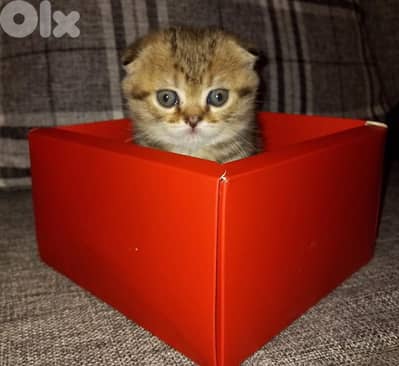 شترينا قطة هي لي بالصورة