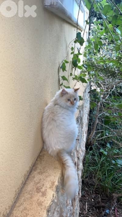 قط للتبني في النبطية