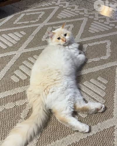 قط للتبني في النبطية