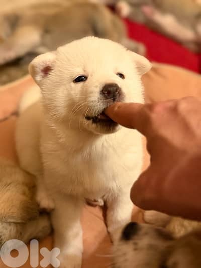 Japanese akita New born