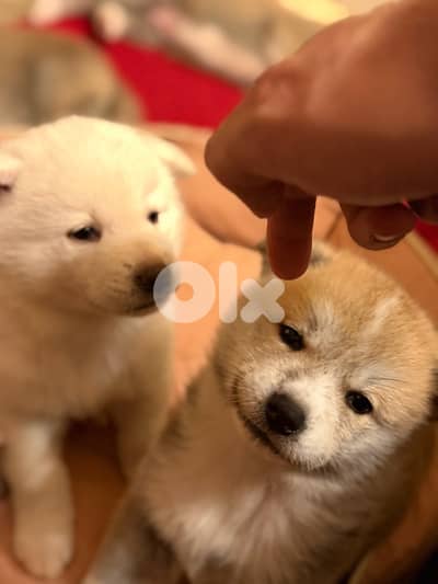 Japanese akita 45days