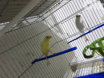 كوبرا سكوتش