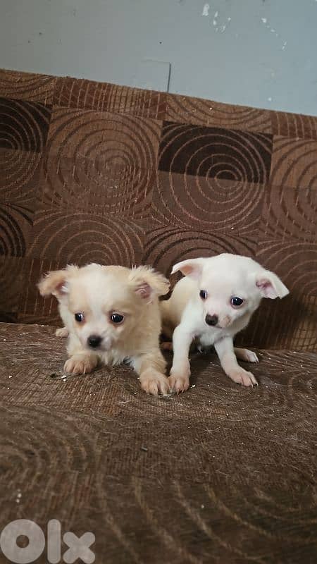 two female mix chiwawa 1