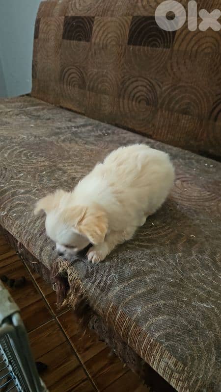 two female mix chiwawa 2