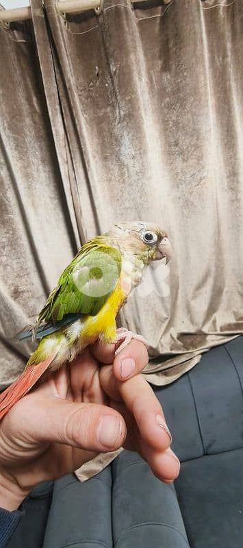 روز وكنيور وكركاريكي