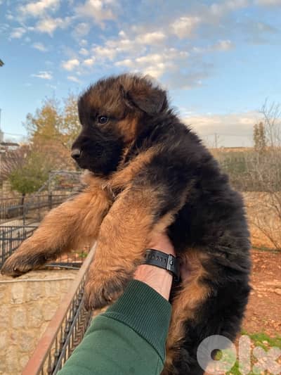 جراوي german shepherd