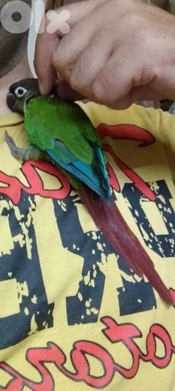 كونيور غرين شيك أليف العمر سنة