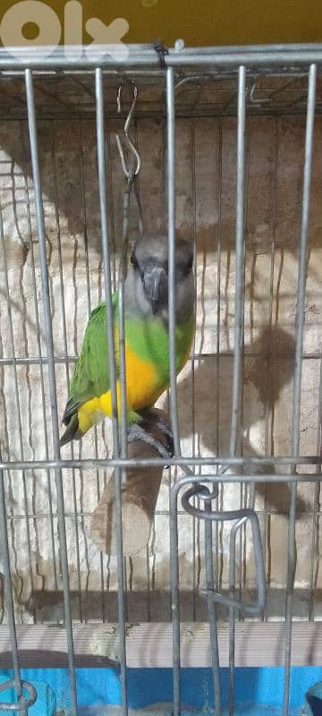 دكر ببغاء سنغالي مروض جاهز