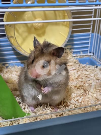 Hamsters for Sell or Rehoming