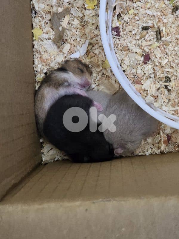 Hamsters for Sell or Rehoming 1