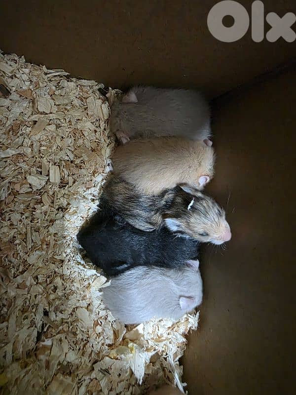 Hamsters for Sell or Rehoming 2