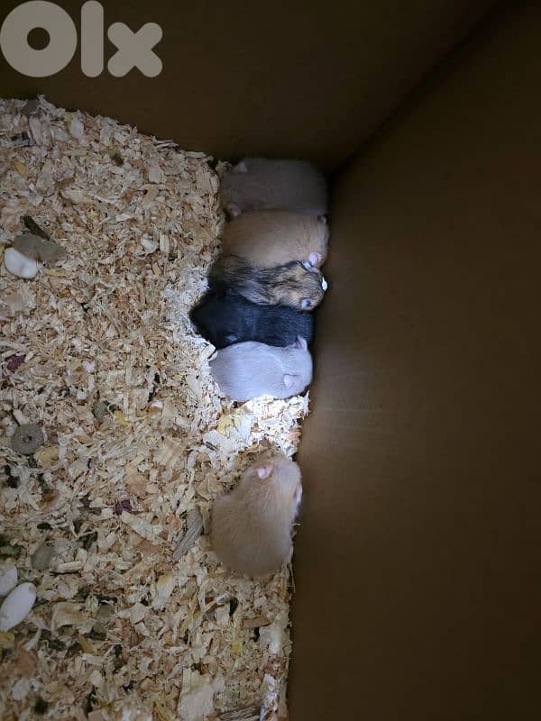 Hamsters for Sell or Rehoming 3