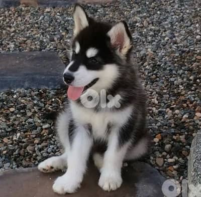 Majestic Black & White Husky high quality puppy! DELIVERY dog كلاب
