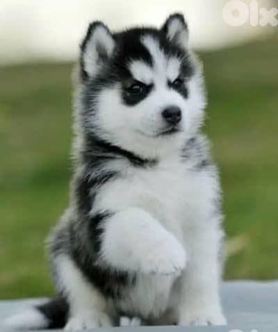 Beautiful Black & White Siberian Husky available in store & delivery