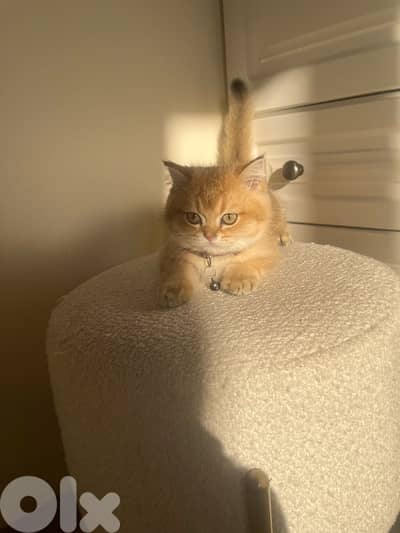 pure golden chinchilla ny11/ny12