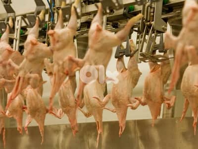 slaughter house chicken for sale