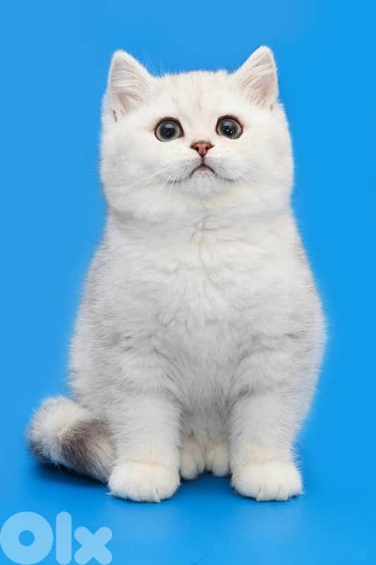 british gold white 1