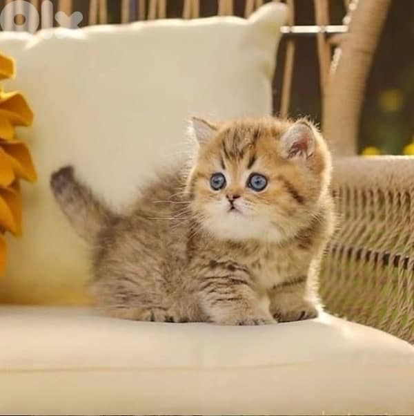 british gold white 4