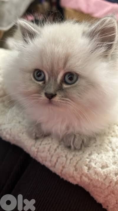 For contact 81102512