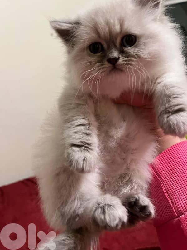 For contact 81102512 3